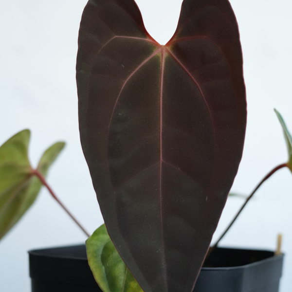 Anthurium Darkest Panama ×Sp Gunayala