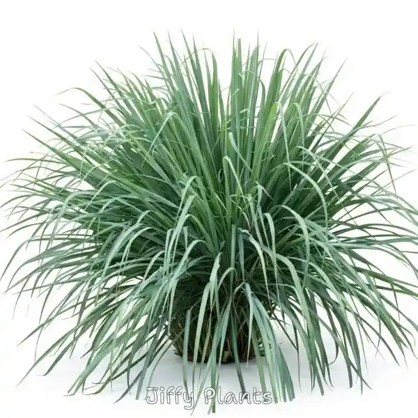 Lemon Grass Plant