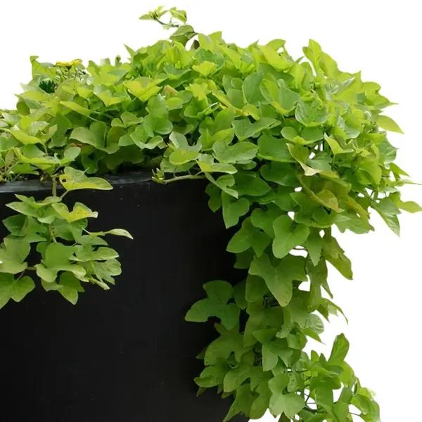 Neon Sweet Potato Vine