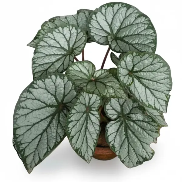 Begonia sp. U400