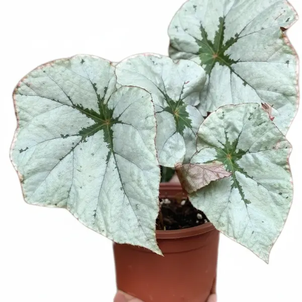 Begonia U489