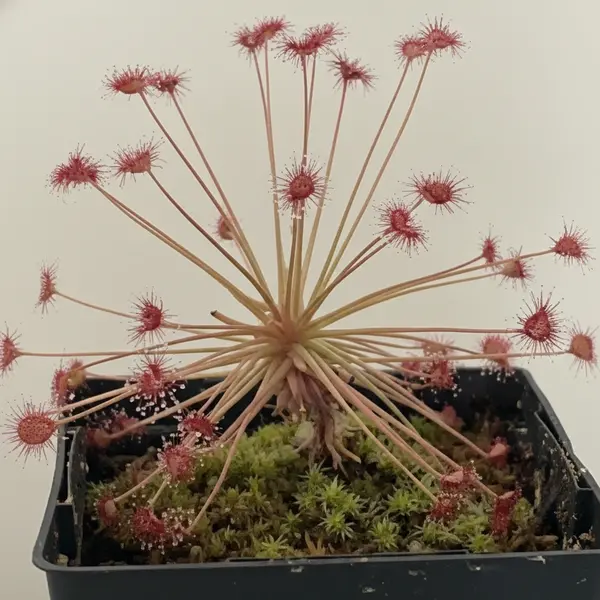 Drosera Paradoxa