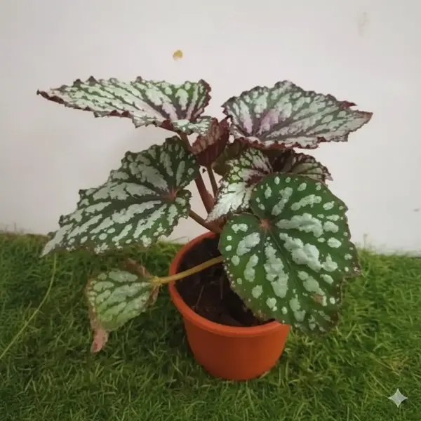 Begonia Rex Fedor