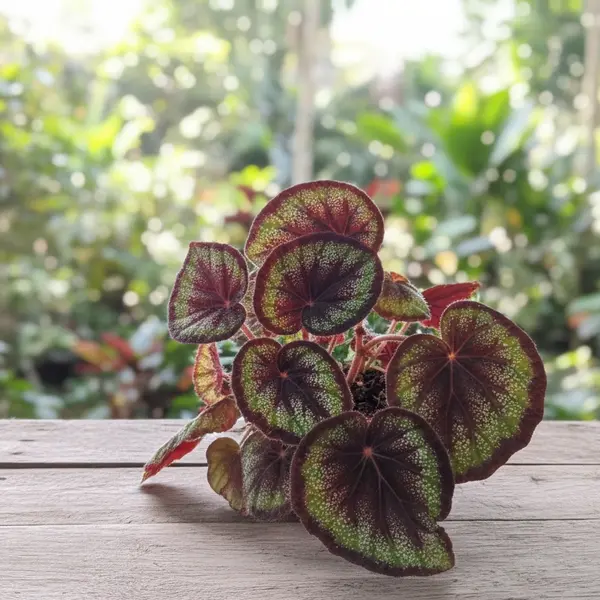 Begonia 'Black Knight'