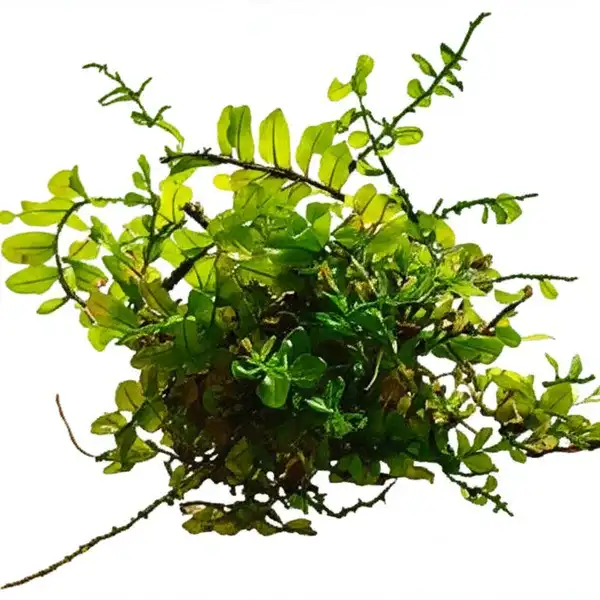 Plagiomnium sp Butterfly Moss