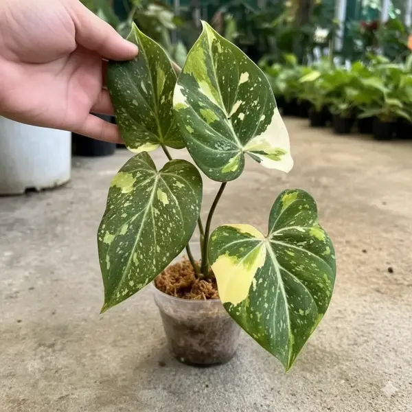 Philodendron gloriosum tricolor