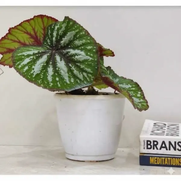 Begonia Rex Fedor