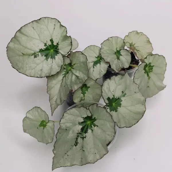 Begonia U489