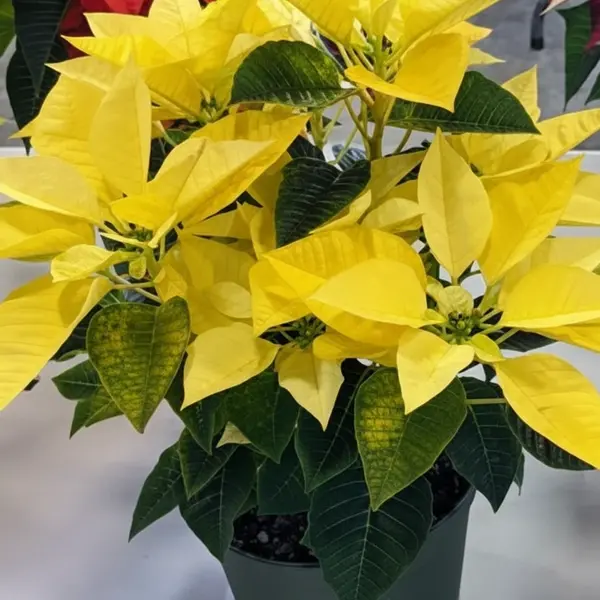 Yellow Poinsettia