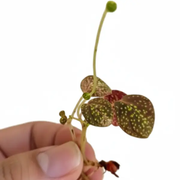 Sonerila Sp Trailing Star