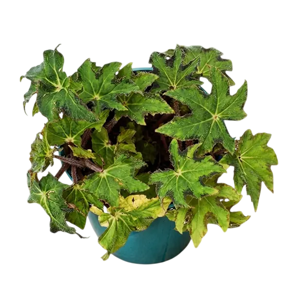 begonia heracleifolia