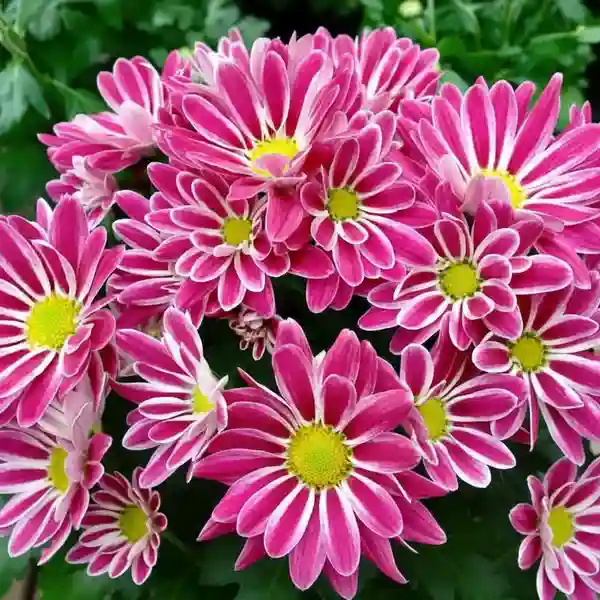 Chrysanthemums Mixed Colour