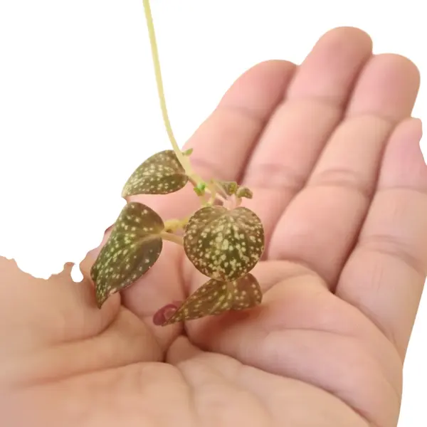 Sonerila Sp Trailing Star