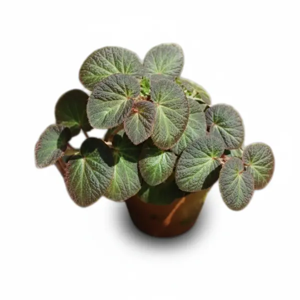 Begonia Manaus Plant