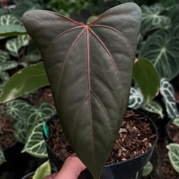 Portille Red×Black Sweet