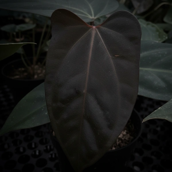 Anthurium Black Sweet x Goliath