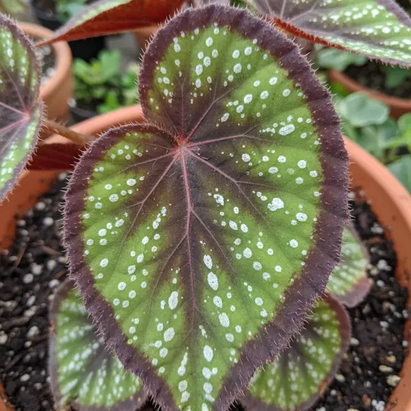 Begonia 'Black Knight'