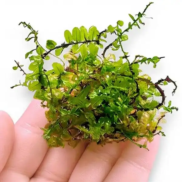 Plagiomnium sp Butterfly Moss