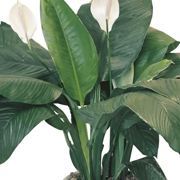 Peace Lily Sensation