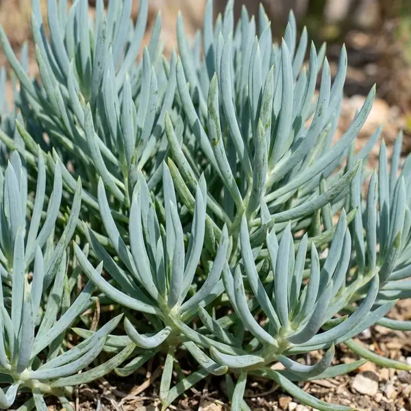 Bush Senecio Succulent