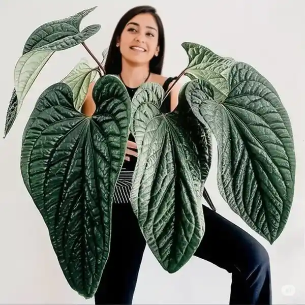 Anthurium Radicans x Luxurians