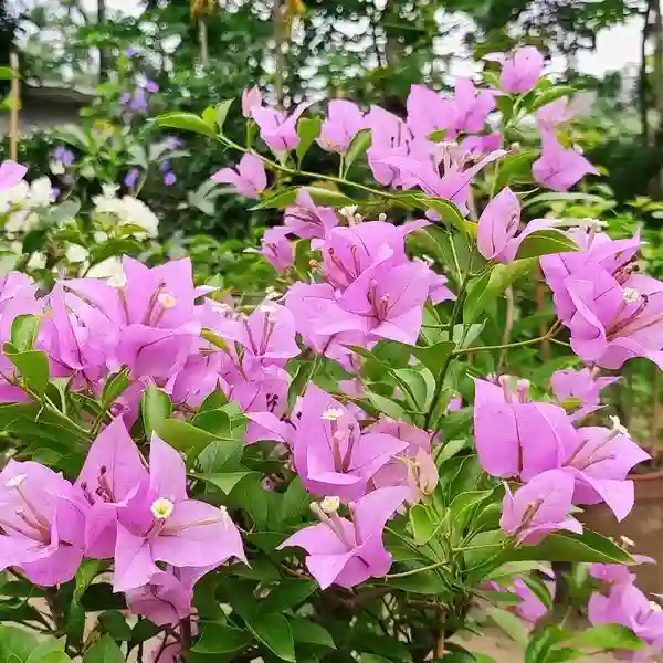 Bougainvillea H.B Sing