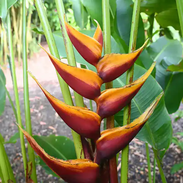 Heliconia bihai cv Banana Split