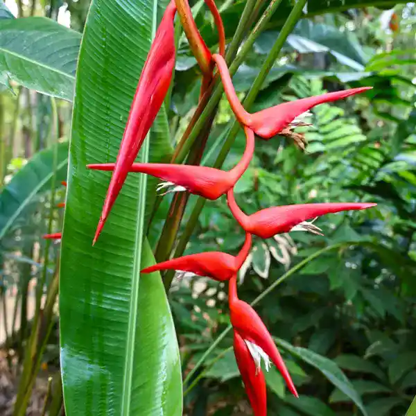 Heliconia Pendula Bright Red