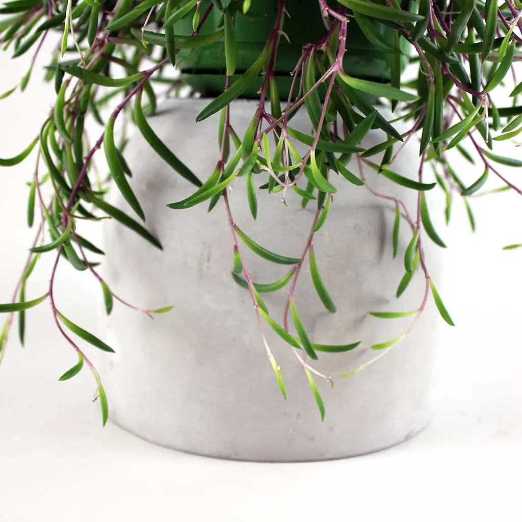 String of Bananas 'Purple Flush' - Image 2