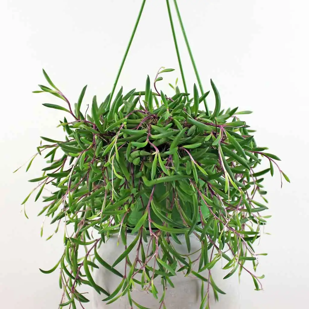 String of Bananas 'Purple Flush' - Image 3