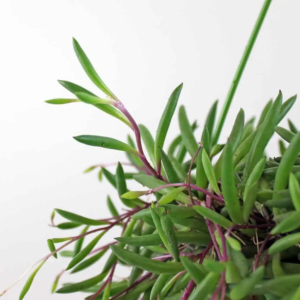 String of Bananas 'Purple Flush' - Image 4