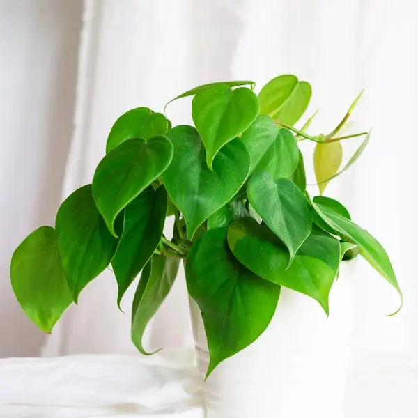 Heartleaf Philodendron
