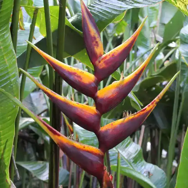 Heliconia bihai Chocolate