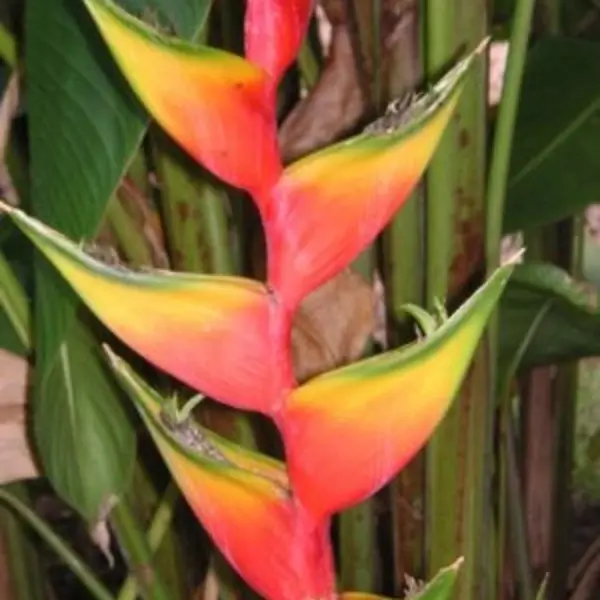 Heliconia Orthotricha Cv. Coconut Ice
