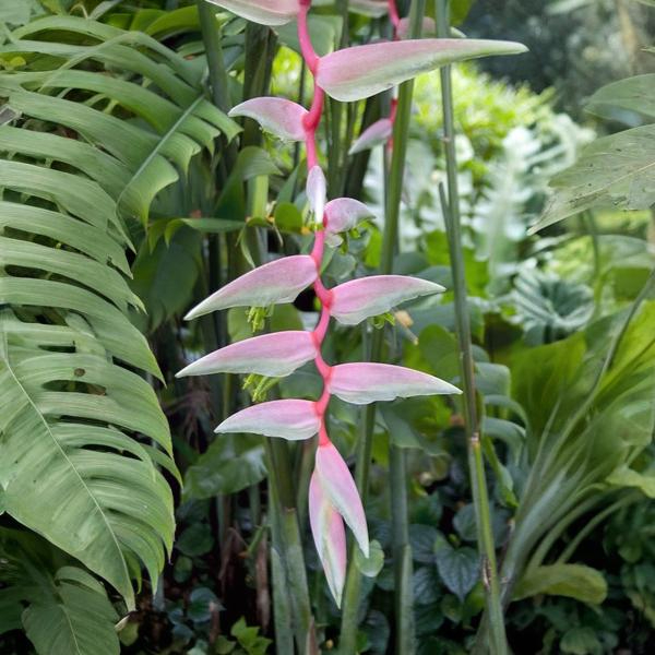 Heliconia chartacea Temptress