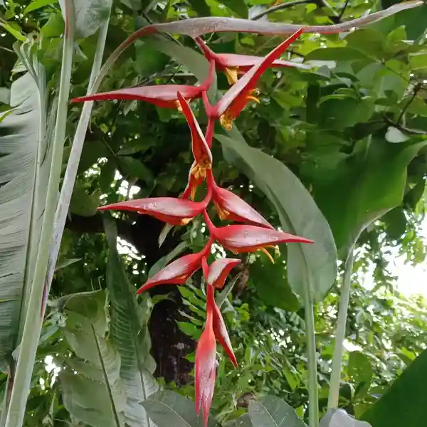 Heliconia Collinsiana