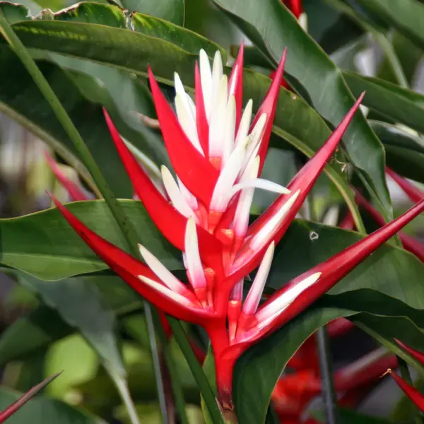 Heliconia Angusta Red Christmas (Holiday)