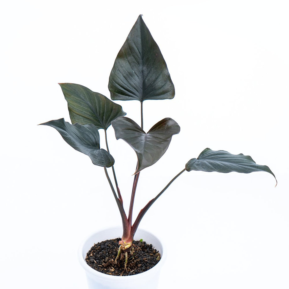 Black Homalomena Plant