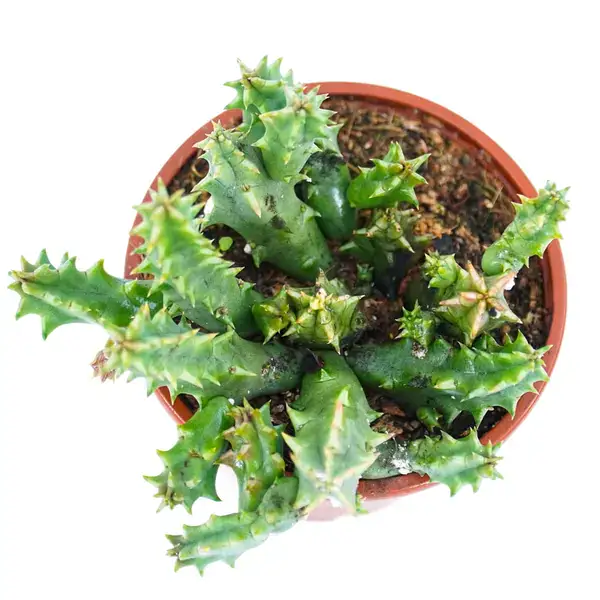 Huernia Saudi-Arabica