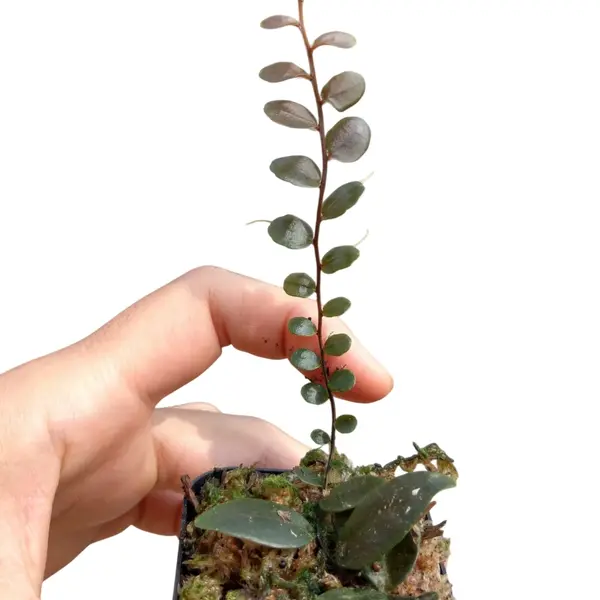 Marcgravia sp. Azreal