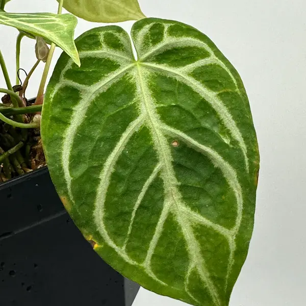 Crystallinum Hybrid - Rare