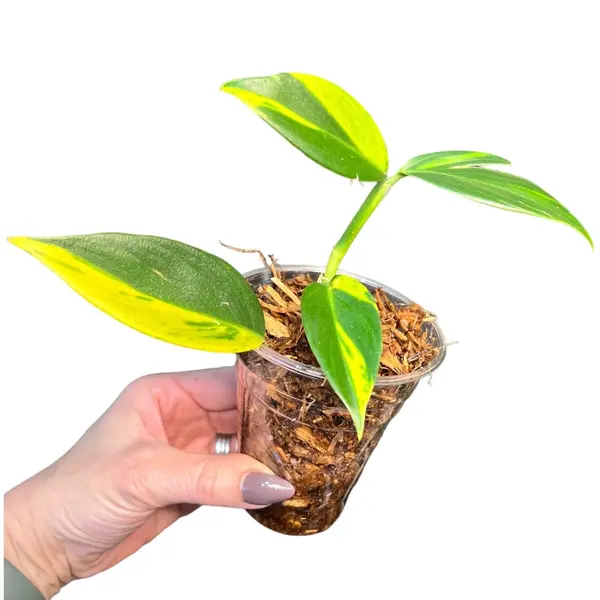 Scindapsis Coriaceus Varigated