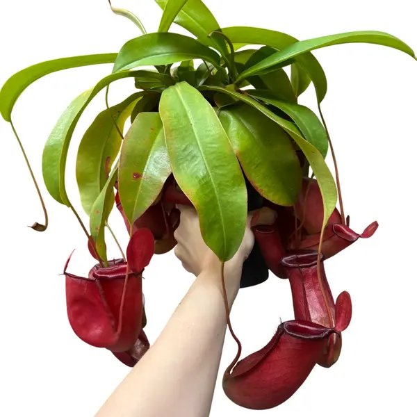 Nepenthes Bloody Mary