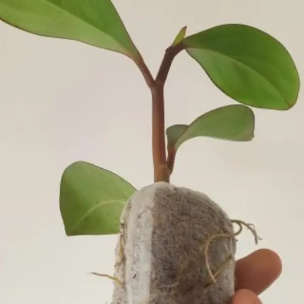 Babby rubber plant Red edge oval leaf(Pepperomia obtusifolia)