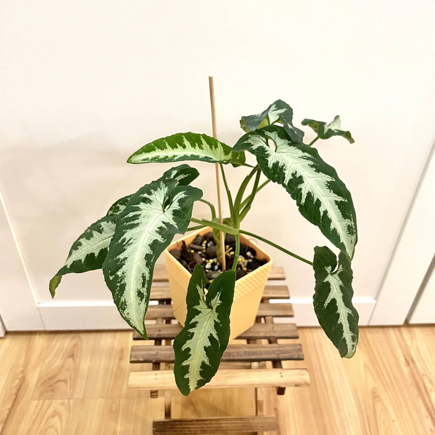 Syngonium Wendlandii Silver Goosefoot / Southern star