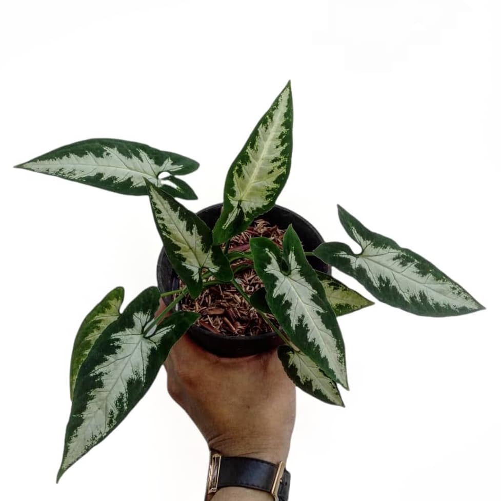 Syngonium Wendlandii Silver Goosefoot / Southern star - Image 4