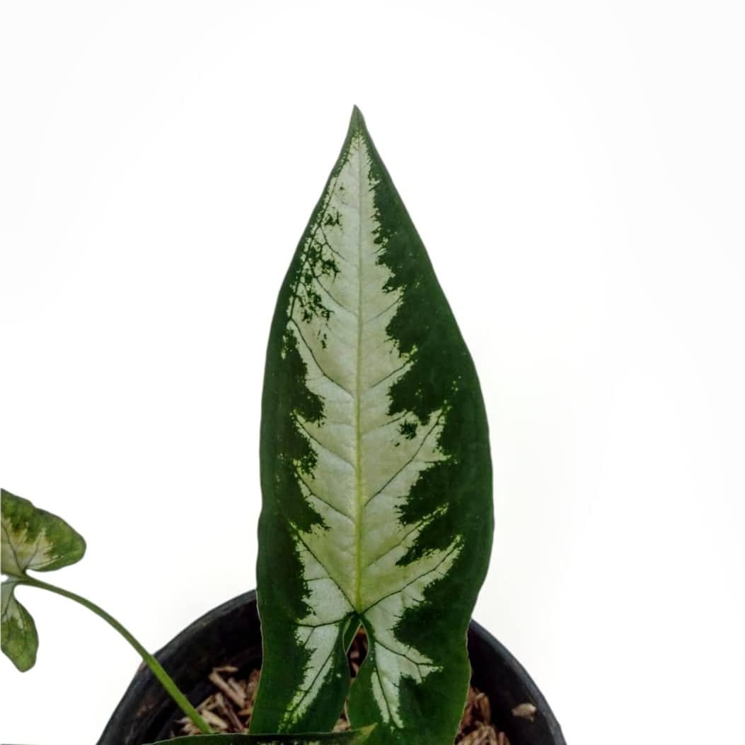 Syngonium Wendlandii Silver Goosefoot / Southern star - Image 3