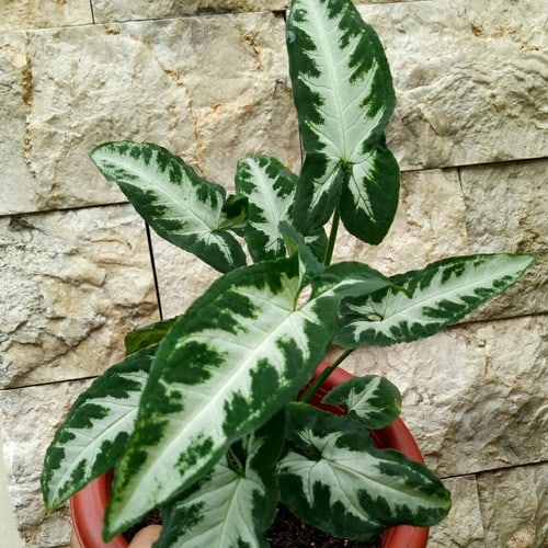 Syngonium Wendlandii Silver Goosefoot / Southern star - Image 2