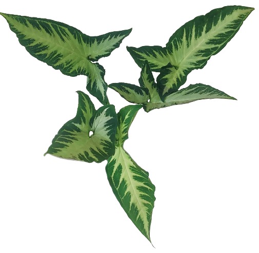 Syngonium Wendlandii Silver Goosefoot / Southern star - Image 5