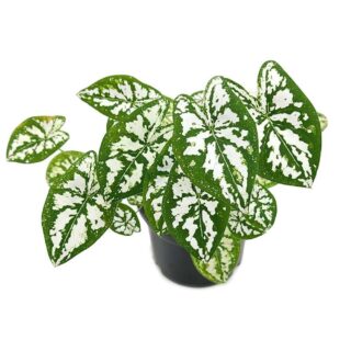 Caladium Humboldtii ‘Mini White’